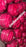 PERMANENT PINK LIPS KIT- THE SMOKER'S PACKAGE